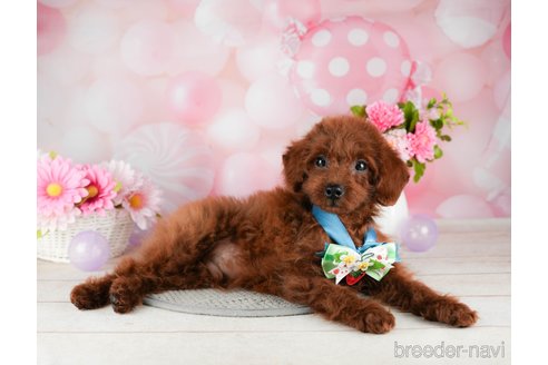 成約済の千葉県のトイプードル-304301の3枚目