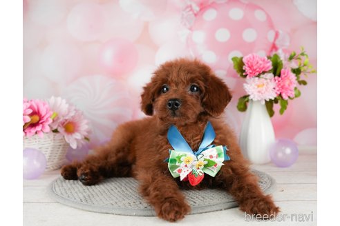 成約済の千葉県のトイプードル-304301の4枚目