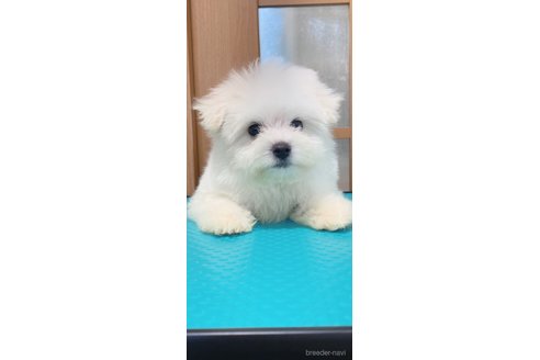 成約済の千葉県のマルプー:マルチーズ×トイプードル-301493の7枚目