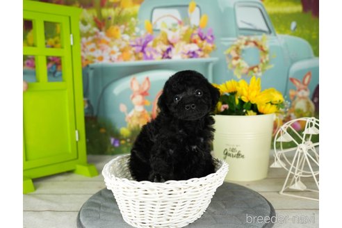 成約済の千葉県のトイプードル-304307の2枚目