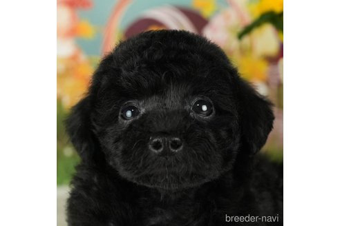 成約済の千葉県のトイプードル-304307の1枚目