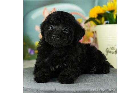 成約済の千葉県のトイプードル-304307の4枚目