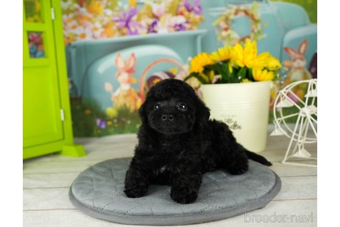 成約済の千葉県のトイプードル-304307の5枚目