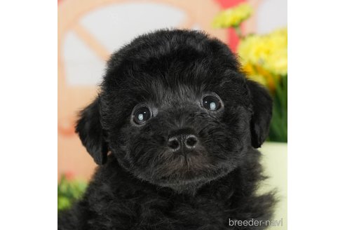 成約済の千葉県のトイプードル-304308の1枚目