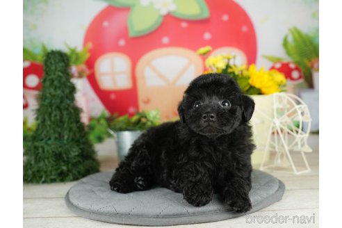 成約済の千葉県のトイプードル-304308の4枚目