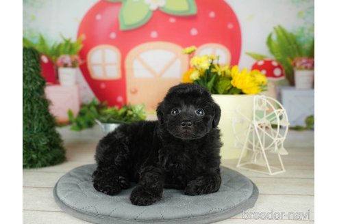 成約済の千葉県のトイプードル-304308の5枚目