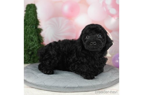 成約済の千葉県のトイプードル-304310の5枚目