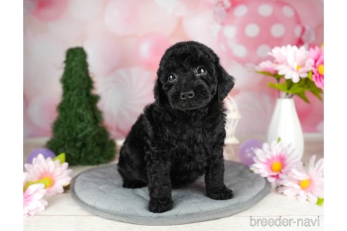 成約済の千葉県のトイプードル-304310の3枚目