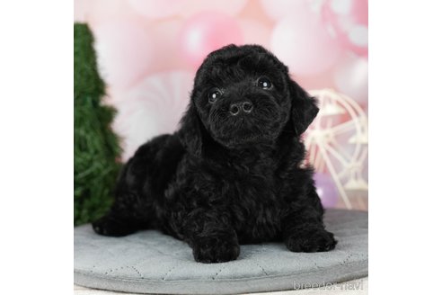 成約済の千葉県のトイプードル-304310の1枚目