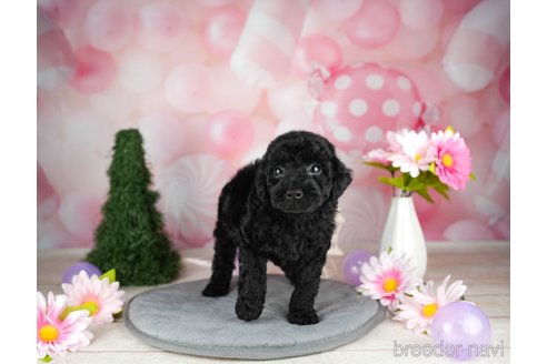 成約済の千葉県のトイプードル-304310の2枚目