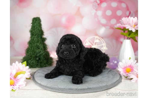 成約済の千葉県のトイプードル-304310の4枚目