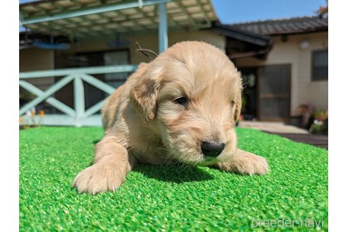 商談中の鹿児島県のゴールデンレトリーバー-304316の4枚目