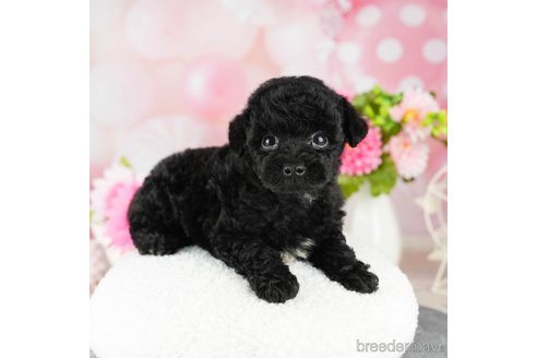 成約済の千葉県のトイプードル-304312