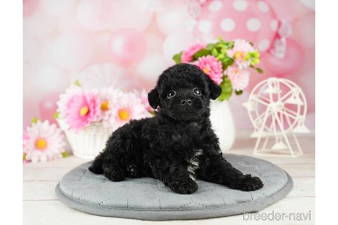 成約済の千葉県のトイプードル-304312の3枚目