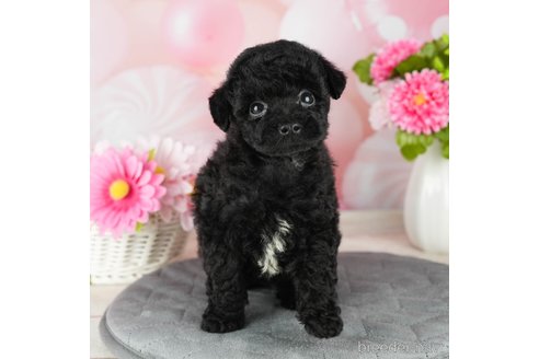 成約済の千葉県のトイプードル-304312の2枚目