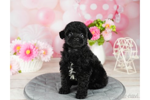 成約済の千葉県のトイプードル-304312の4枚目