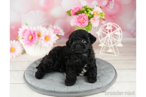 成約済の千葉県のトイプードル-304312の5枚目