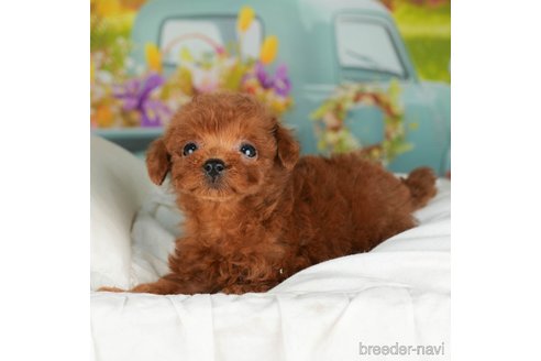 成約済の千葉県のトイプードル-304314