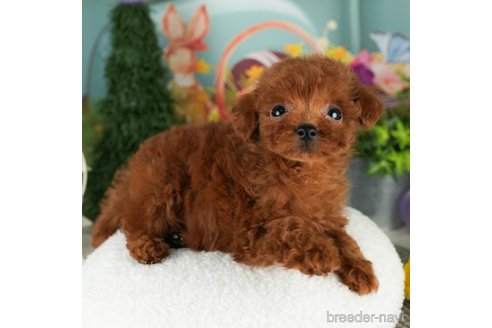 成約済の千葉県のトイプードル-304314の2枚目