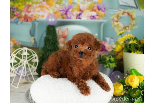 成約済の千葉県のトイプードル-304314の3枚目