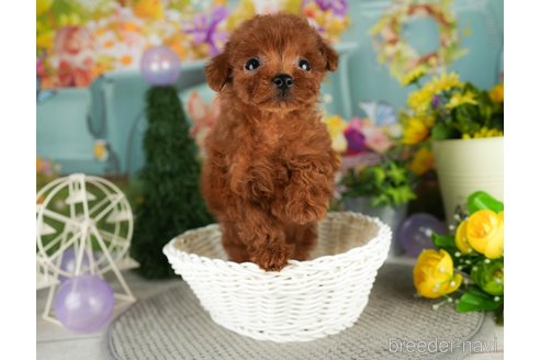 成約済の千葉県のトイプードル-304314の4枚目