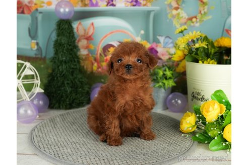 成約済の千葉県のトイプードル-304314の5枚目