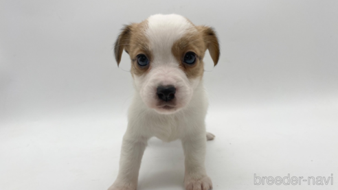 成約済の愛知県のジャックラッセルテリア-304318の1枚目