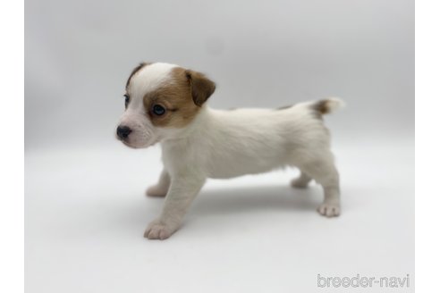 成約済の愛知県のジャックラッセルテリア-304318の5枚目