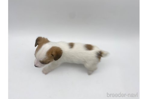 成約済の愛知県のジャックラッセルテリア-304318の3枚目