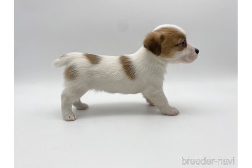 成約済の愛知県のジャックラッセルテリア-304318の4枚目