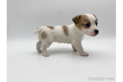 成約済の愛知県のジャックラッセルテリア-304318の2枚目