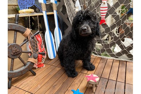 成約済の東京都のその他の犬種-298701の14枚目