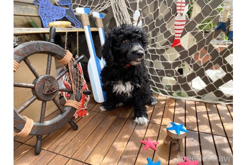 成約済の東京都のその他の犬種-300823の11枚目
