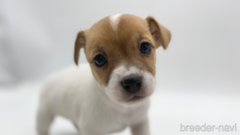 成約済の愛知県のジャックラッセルテリア-304323の1枚目