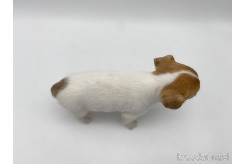 成約済の愛知県のジャックラッセルテリア-304323の3枚目