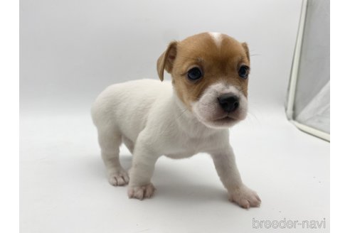 成約済の愛知県のジャックラッセルテリア-304323の4枚目