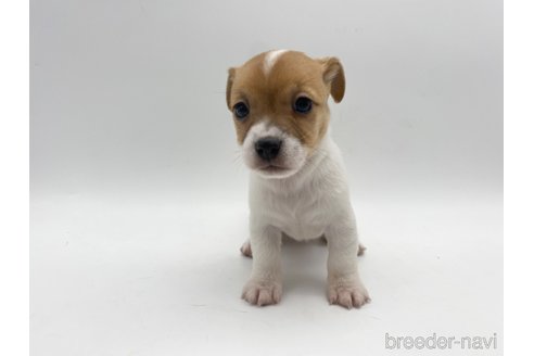 成約済の愛知県のジャックラッセルテリア-304323の5枚目