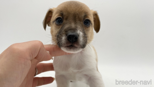成約済の愛知県のジャックラッセルテリア-304326の1枚目