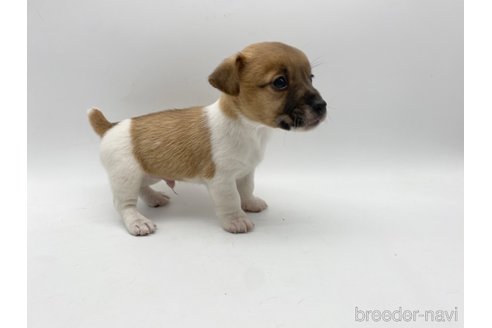 成約済の愛知県のジャックラッセルテリア-304326の6枚目