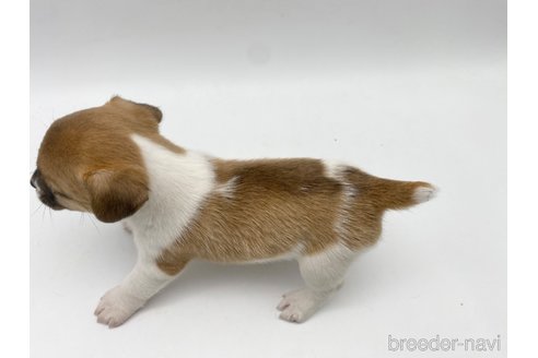 成約済の愛知県のジャックラッセルテリア-304326の5枚目