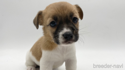 成約済の愛知県のジャックラッセルテリア-304328の1枚目