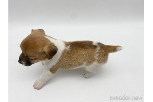 成約済の愛知県のジャックラッセルテリア-304328の3枚目