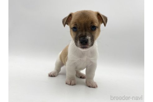 成約済の愛知県のジャックラッセルテリア-304328の4枚目