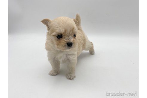 成約済の愛知県のポメマル:ポメラニアン×マルチーズ-304331の7枚目