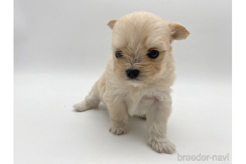 成約済の愛知県のポメマル:ポメラニアン×マルチーズ-304331の8枚目