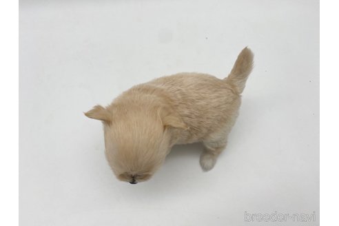 成約済の愛知県のポメマル:ポメラニアン×マルチーズ-304331の9枚目