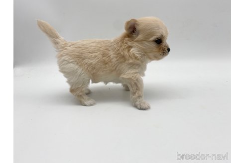 成約済の愛知県のポメマル:ポメラニアン×マルチーズ-304331の10枚目