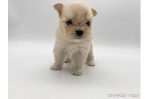 成約済の愛知県のポメマル:ポメラニアン×マルチーズ-304331の11枚目