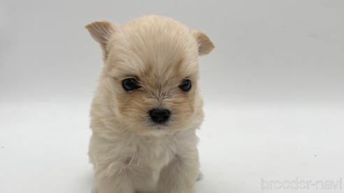 成約済の愛知県のポメマル:ポメラニアン×マルチーズ-304331の5枚目