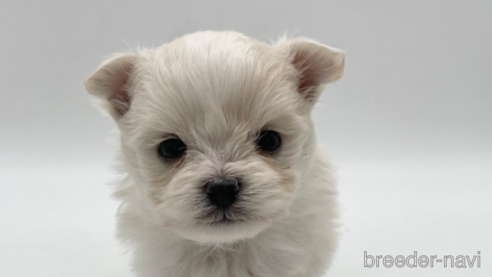 成約済の愛知県のポメマル:ポメラニアン×マルチーズ-304333の10枚目